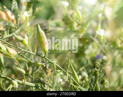 Radish seed pods on branch or twig growing in vegetable garden. Close up of radish plant gone to seed. Many fresh green pods with defocused lush folia Stock Photo