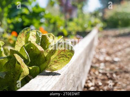 Young freckles lettuce growing in garden plot on a sunny morning. Green and red speckled salad leaves with backlight. Organic heirloom salad. Selectiv Stock Photo