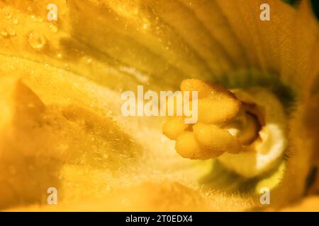 Zucchini male flower close up. Perspective view of large yellow orange pollen from zucchini, summer squash or gourd family plant. Can be pollinated by Stock Photo