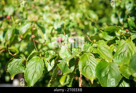 Dogwood berries or fruits on plant branch. Stunning and unusual berries in multiple sizes and colors. Known as flowering dogwood, pink dogwood or Corn Stock Photo