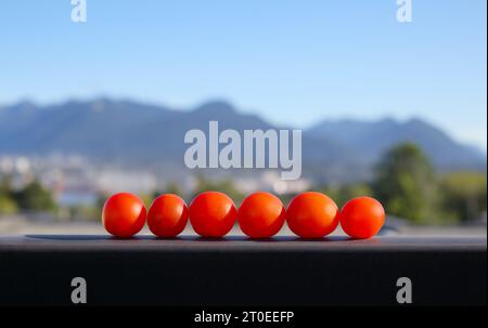 Red cherry tomatoes harvested from roof garden with mountain scenery background. Red Robin Cherry Tomatoes in a line on patio railing with view of nor Stock Photo