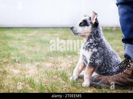 Shy puppy sitting close by pet owners leg, outside in the park or backyard. Insecure puppy body language. 9 week old blue heeler puppy or Australian c Stock Photo