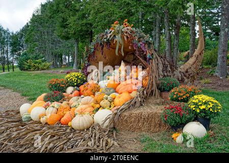 A large cornucopia fulled with pumpkins and gourds of all varieties and sizes with corn stalks as the base and hay bales surrounded by colorful mums b Stock Photo