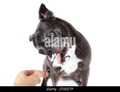 Senior dog licking yoghurt from a spoon held by the pet owner. Front view of cute small black and white dog with long pink tongue. 9 years old female Stock Photo