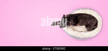 Dog in dog bed on pink background. Top view of cute dog with front paws stretched outside of pet bed. 9 years old female black boston terrier pug mix Stock Photo