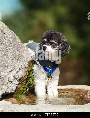 Fluffy dog standing in water fountain, outside in the park. Small dog with intense and playful body language, waiting for a toy. Black and white femal Stock Photo
