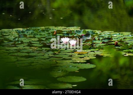 Water lilies, delicate pink flowers and floating leaves in the dark water of a lake, Pfälzerwald Nature Park, Pfälzerwald-Nordvogesen Biosphere Reserve, Germany, Rhineland-Palatinate Stock Photo