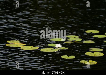 Water lily, white flower and floating leaves in dark water of a lake, Pfälzerwald Nature Park, Pfälzerwald-Nordvogesen Biosphere Reserve, Germany, Rhineland-Palatinate Stock Photo