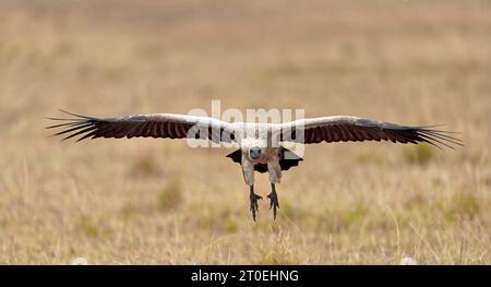 White-backed vulture (Gyps africanusi) approaching, Masai Mara Game Reserve, Kenya, Africa Stock Photo