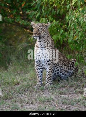Female leopard (Panthera pardus), portrait, Masai Mara Game Reserve, Kenya, Africa Stock Photo