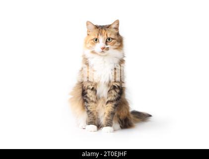 Curios cat sitting while looking at camera. Relaxed cute fluffy kitty with beautiful asymmetric markings. Full body cat portrait. 3 years old female c Stock Photo