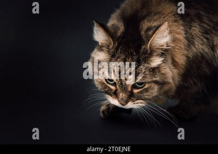 Tabby cat stalking up on something dark background. Front view of beautiful cat sneaking, hunting or in prey mode. Intense body language. 17 years old Stock Photo