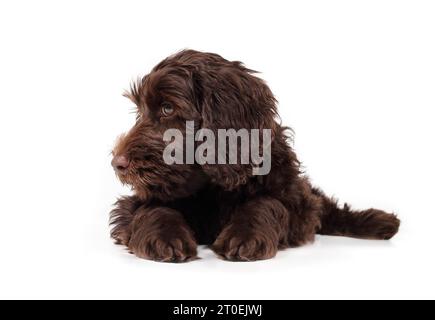 Isolated labradoodle puppy lying and looking to side. Full body of cute fluffy puppy dog resting on the floor. 2 months old female Australian labradoo Stock Photo