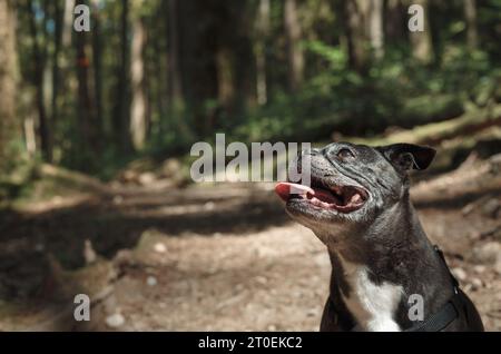 Happy senior dog sitting on trail in forest during a walk or hike. Cute black and white dog looking up with mouth open and joy. 9 years old female bos Stock Photo