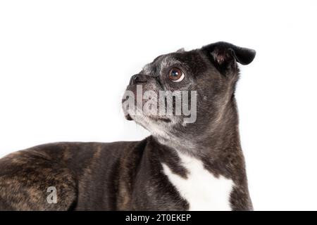 Isolated dog looking up. Side profile of senior dog with curios or interested body language. 9 years old female black boston terrier pug mix. Selectiv Stock Photo