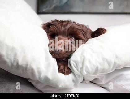 Funny puppy lying between pillows with playful body language while looking at camera. Cute front view of puppy dog comfortable on sofa. 2 months old f Stock Photo