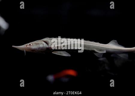 Single fish in dark aquarium Stock Photo