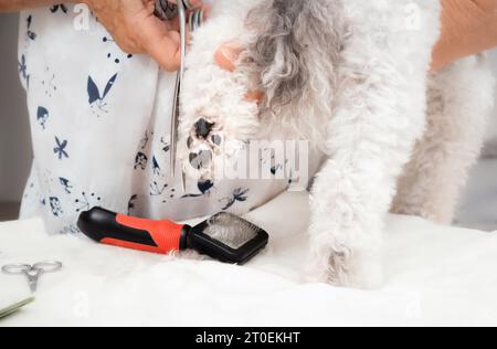 Dog groomer cutting hair from dog hind leg while standing on table. Senior woman hands with scissors trimming hair around paw pads. Professional groom Stock Photo