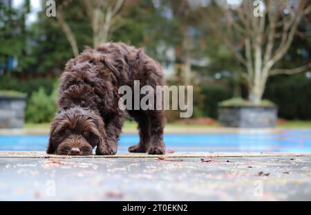 Labradoodle puppy exploring the outside with head sniffing the ground, while looking at camera. Cute brown puppy dog with defocused backyard. Female c Stock Photo