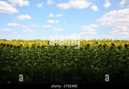 Behind of sunflowers, they turn themselves to the direction where temple is located. Sunflower field, Rai Ponthip at Saraburi. Stock Photo