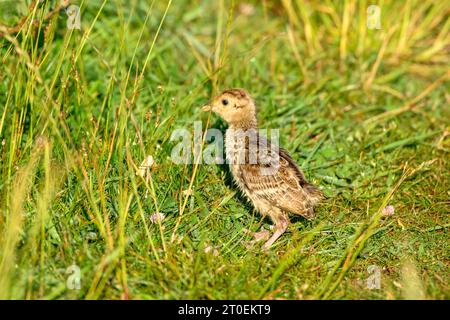 Germany, Lower Saxony, Juist, pheasant (Phasianus colchicus), chick. Stock Photo