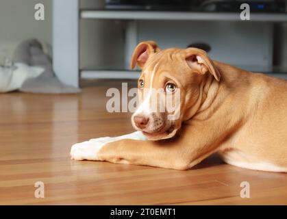 Puppy dog with guilty look lying on the floor while looking at camera. Cute large breed puppy lying sideways with stretched out paws. 12 weeks old, fe Stock Photo