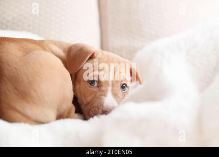 Insecure puppy looking at camera while being curled up on the sofa. Pup with worried body language. Bringing home a puppy or dog adoption concept. Box Stock Photo