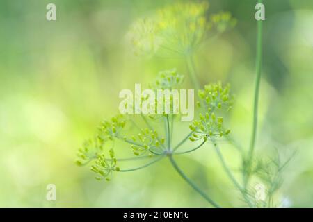 Fruits of wild fennel (Foeniculum vulgare) in a field, Germany Stock Photo