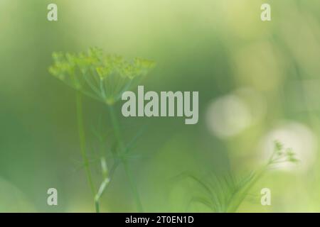 Flower umbel of wild fennel (Foeniculum vulgare), blur, defocused, Germany Stock Photo
