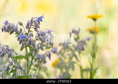 Borage plants (Borago officinalis) in a field, Germany Stock Photo