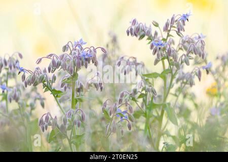 Borage plants (Borago officinalis) in a field, Germany Stock Photo