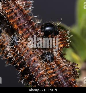 Early instar caterpillars of the Common Emperor Moth appear very different from the mush lager and darker instars prior to pupating. Stock Photo