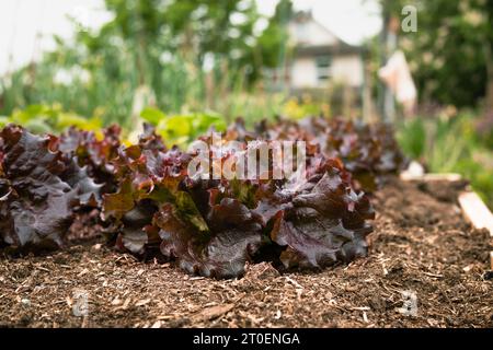 Many red lettuce plants growing in lush summer garden. Rows of mature Cimmaron romaine lettuce in raised garden bed ready to harvested. Heirloom salad Stock Photo