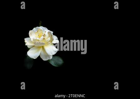Pale Yellow rose on black background. Stock Photo