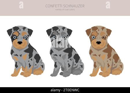 Confetti Schnauzer clipart. Miniature Schnauzer Australian shepherd mix. Different coat colors set.  Vector illustration Stock Vector