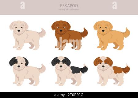 Eskapoo clipart. Eskimo dog Poodle mix. Different coat colors set ...
