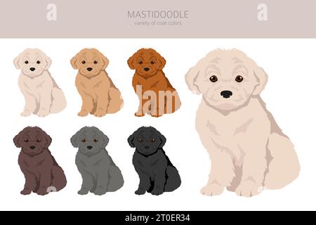 Mastidoodle puppies store