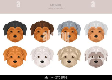 Morkie clipart. Maltese Yorkshire terrier mix. Different coat colors set.  Vector illustration Stock Vector