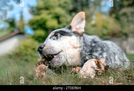 Happy puppy chewing on wood stick outside. Little black and white puppy dog lying on the grass with paw over wood branch and open mouth. Blue heeler p Stock Photo