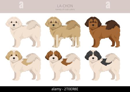 La-Chon clipart. Lhasa Apso Bichon Frise mix. Different coat colors set.  Vector illustration Stock Vector