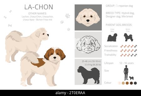 La-Chon clipart. Lhasa Apso Bichon Frise mix. Different coat colors set.  Vector illustration Stock Vector