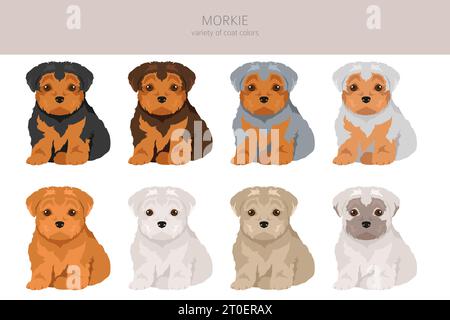 Morkie clipart. Maltese Yorkshire terrier mix. Different coat colors set.  Vector illustration Stock Vector