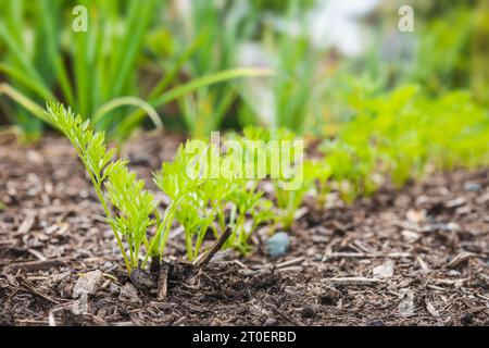 Carrot rows in garden early mornings. Selective focus on front with abstract and defocused young green carrot seedlings and green onions. Stock Photo