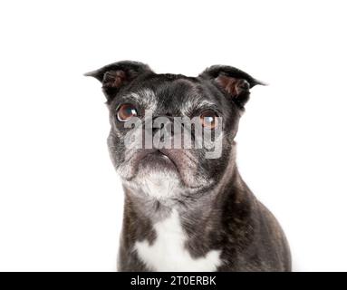 Isolated senior dog portrait, front view. Head shot of cute black and white dog with big brown eyes. 9 years old female boston terrier pug mix. Small Stock Photo