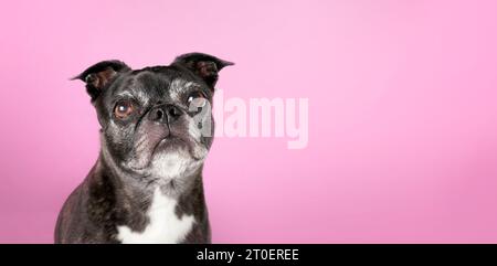 Senior dog with pink background, front view. Head shot of cute dog with big brown eyes. 9 years old  female boston terrier pug mix. Small black and wh Stock Photo