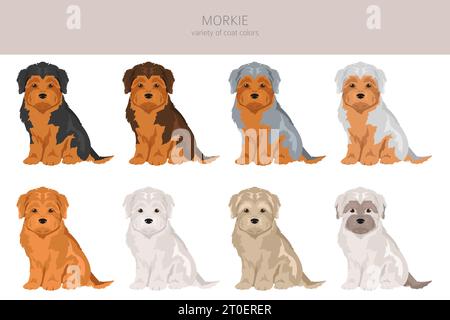 Morkie clipart. Maltese Yorkshire terrier mix. Different coat colors set.  Vector illustration Stock Vector