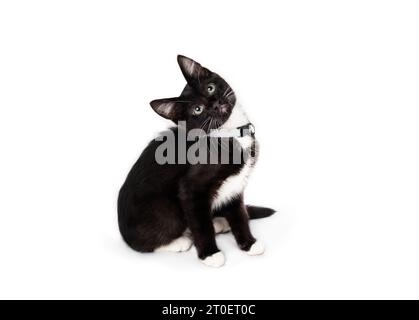 Curios kitty sitting with tilted head while looking up. Side view of cute black and white kitten with interested body language. 8 week old tuxedo cat Stock Photo