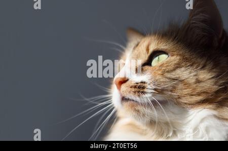 Cute cat face close up on dark background. Fluffy cat with head tilted upwards looking at something intense or curios at the window. Long hair female Stock Photo