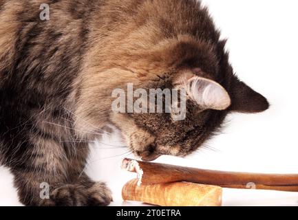 Can cats eat cheese sticks best sale