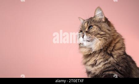 Curios tabby cat on soft pink background. Side view of cute fluffy senior cat with beautiful green eyes looking at something interested. 17 year old f Stock Photo